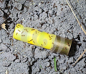 Ants and shotshell