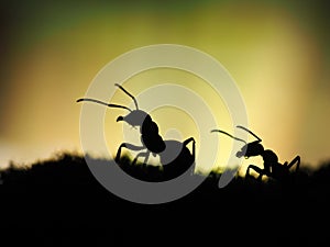 Ants silhouettes on a beautiful background