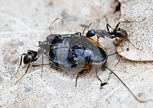 Ants Solenopsis invicta