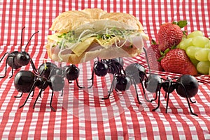 Ants Stealing Picnic Food