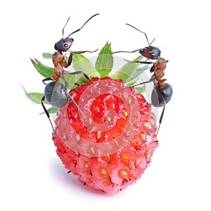 Ants and strawberry