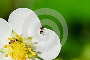 Ants on a strawberry flower