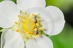 Ants on a strawberry flower