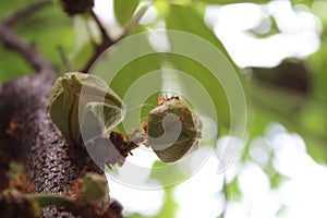 Ants and sugar apple flower or srikaya