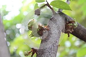 Ants and sugar apple flower or srikaya