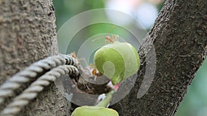 Ants and sugar apple flower or srikaya