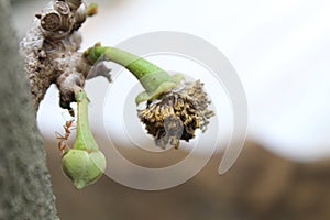 Ants and sugar apple flower or srikaya photo