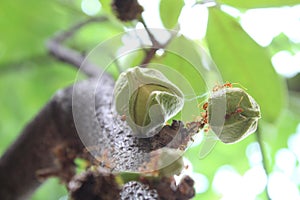 Ants and sugar apple flower or srikaya photo