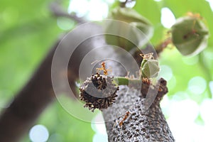 Ants and sugar apple flower or srikaya photo