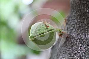 Ants and sugar apple flower or srikaya photo