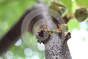 Ants and sugar apple flower or srikaya photo