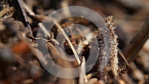 Ants in super macro, a real ant hill with wild red ants. Forest and nature.