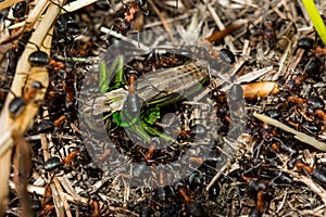 Ants swarm attacking a grasshopper