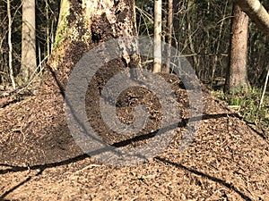 Ants swarm in the spring forest. building a huge anthill