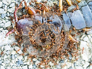 Ants swarmed by a large centipede bite.