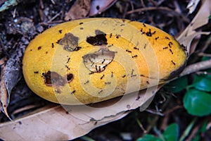 Ants swarming mango