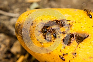 Ants swarming mango