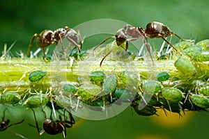 Ants taking care of aphids