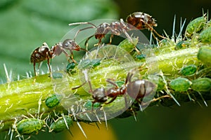 Ants taking care of aphids