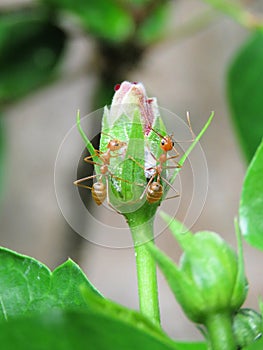 Ants \'Talking\' on Flower Bud with Powdery Mildew