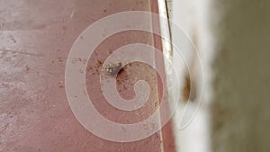 Ants team lift cockroach up a wall closeup, focus transition to ant colony teamwork moving dead roach on floor