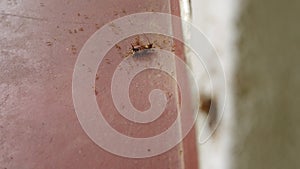 Ants team lift cockroach up a wall closeup, focus transition to ant colony teamwork moving dead roach on floor