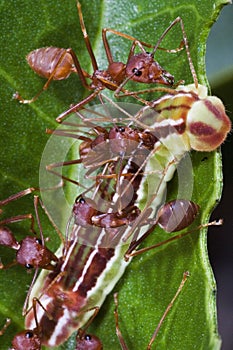 Ants Team Work