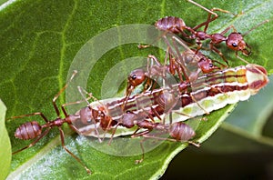 Ants Team Work