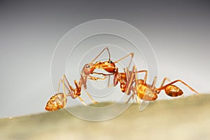 Ants Teamwork