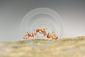 Ants Teamwork