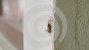 Ants teamwork carrying cockroach up wall, collective strength, orderlies role in ecosystems. Insect cooperation, pest