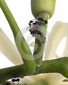 Ants teamwork concept, Meat ants  working and carrying other insect on champaca branch photo