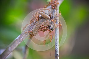 Ants teamwork hunting