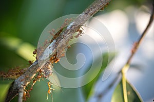 Ants teamwork hunting