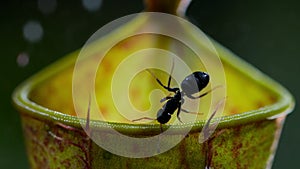 ants is tempted by the sweet nectar of the gracilis pitcher plant