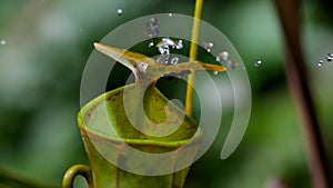 ants is tempted by the sweet nectar of the gracilis pitcher plant