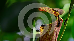 ants is tempted by the sweet nectar of the gracilis pitcher plant