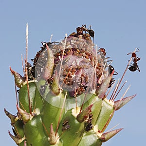 Ants Tend Aphids on a Cholla Bud photo