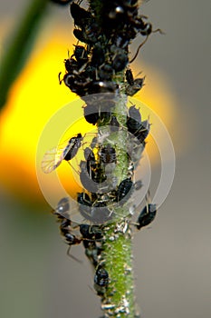 Ants tending aphids