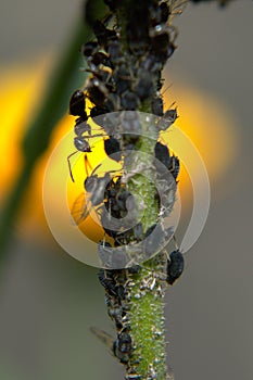 Ants tending aphids