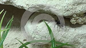 Ants in a terrarium