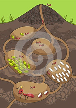 Ants in their nest. Anthill in section under ground. Termite nests with labyrinths. House forest insects. Family of wild