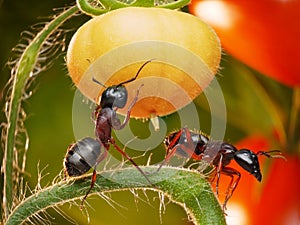 Ants in tomato jungles