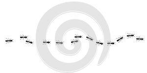 Ants trail pattern. Ant path isolated in white background. Vector illustration