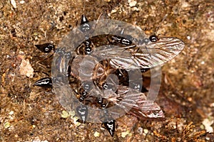 Ants transported stunned horsefly.