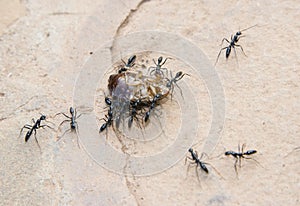 Ants transporting a cockroach.