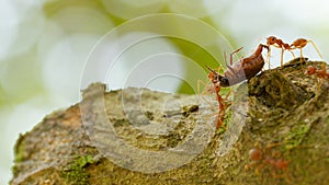 Ants in a tree carrying a death bug