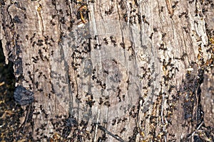 Ants on a tree stump