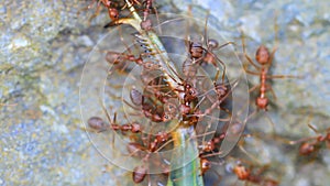 Ants troop trying to move a dead grasshopper