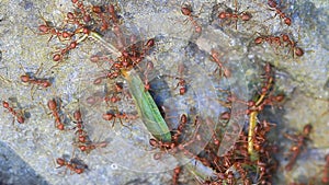 Ants troop trying to move a dead grasshopper